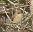 /album/my-local-birding-gallery/feb-13-chiff-chaff-no6-jpg/